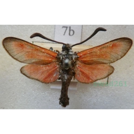 Zygaena punctum dystrepta Fischer von Waldheim, 1832 Kraśnik płomieńczyk Slovakia6b